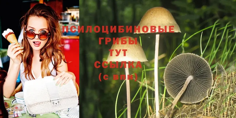 Псилоцибиновые грибы Cubensis  как найти закладки  Нефтегорск 